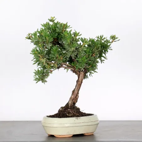 image supplémentaire - BONSAI POTENTILLE 1-3