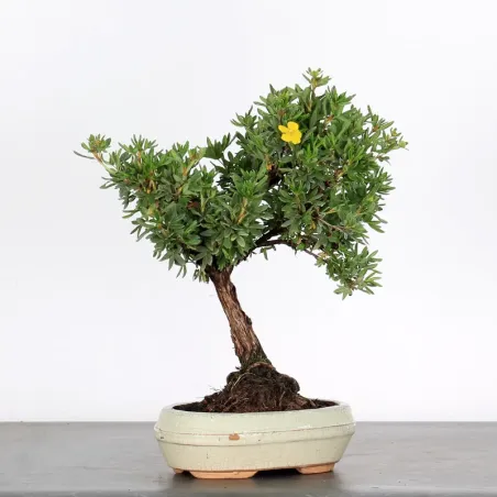 Bonsai Potentille