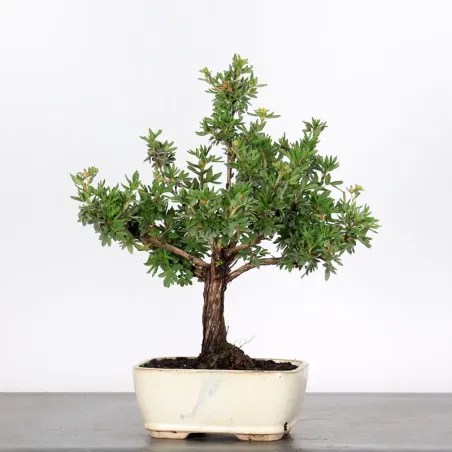 Bonsai Potentille