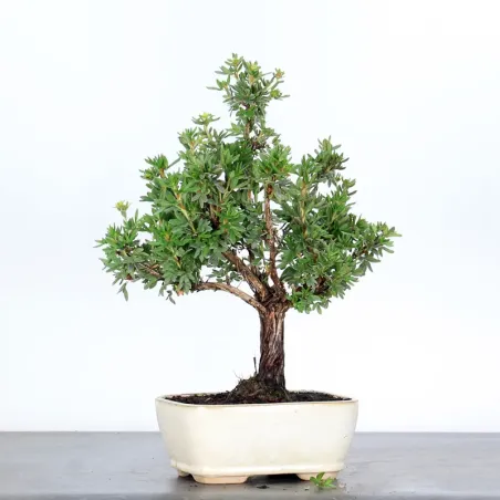image supplémentaire - BONSAI POTENTILLE 1-4