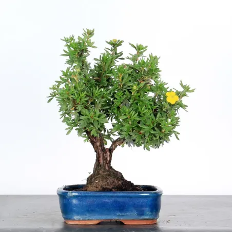 Bonsai Potentille