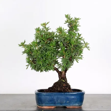 image supplémentaire - BONSAI POTENTILLE 1-5