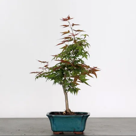JAPANESE MAPLE "ACER DESHOJO" 1-1