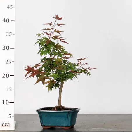 image supplémentaire - JAPANESE MAPLE "ACER...