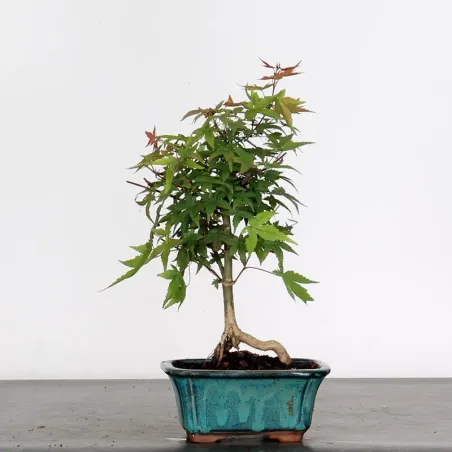 JAPANESE MAPLE "ACER DESHOJO" 1-2