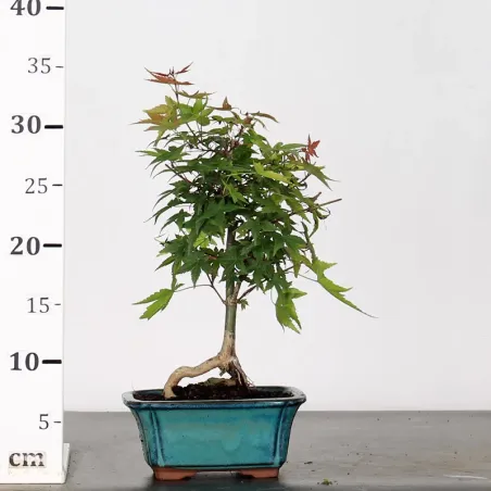 image supplémentaire - JAPANESE MAPLE "ACER...