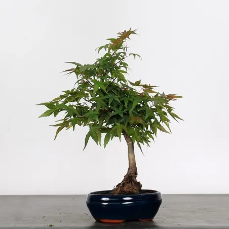 JAPANESE MAPLE "ACER DESHOJO" 1-5
