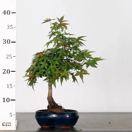 image supplémentaire - JAPANESE MAPLE "ACER...
