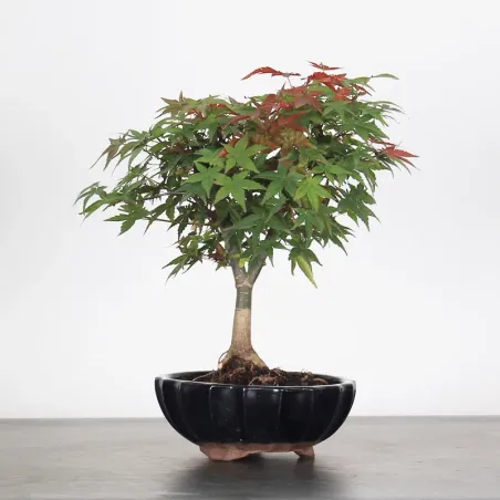 JAPANESE MAPLE "ACER DESHOJO" 1-6