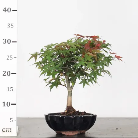 image supplémentaire - JAPANESE MAPLE "ACER...