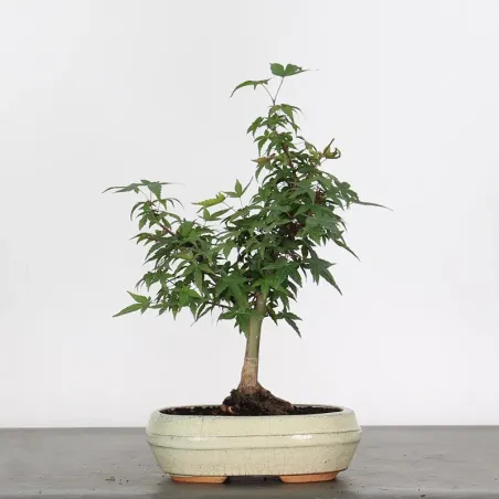 JAPANESE MAPLE "ACER DESHOJO" 1-7
