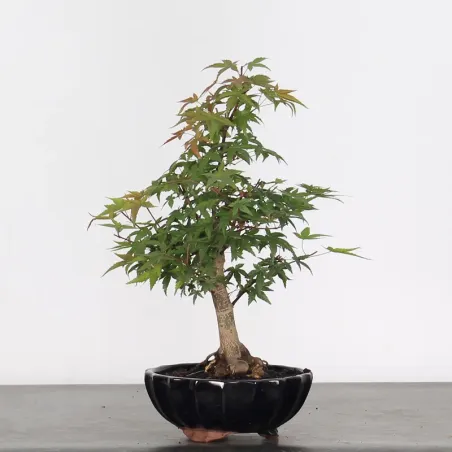 JAPANESE MAPLE "ACER DESHOJO" 1-8