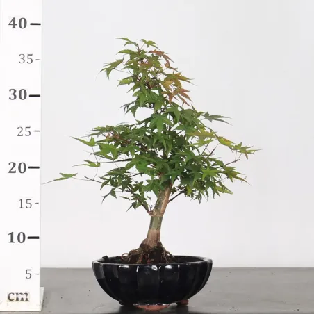 image supplémentaire - JAPANESE MAPLE "ACER...