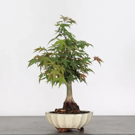 JAPANESE MAPLE "ACER DESHOJO" 1-9