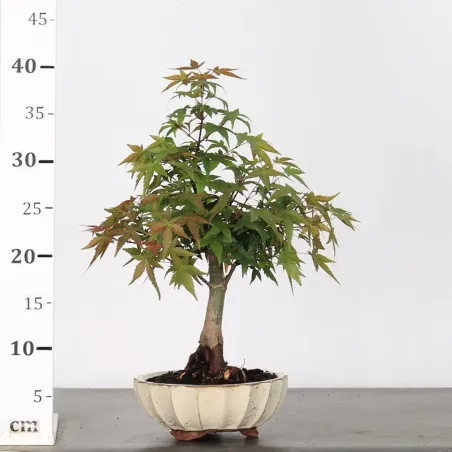 image supplémentaire - JAPANESE MAPLE "ACER...