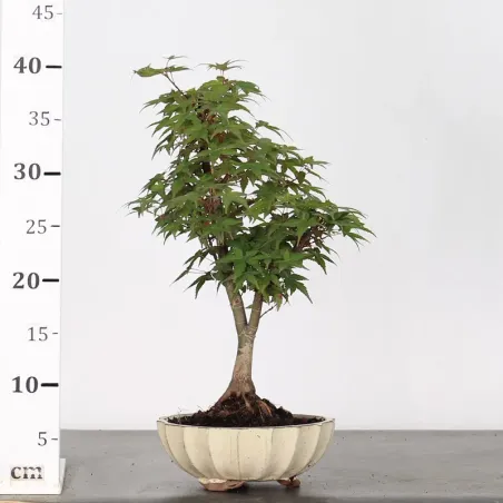 image supplémentaire - JAPANESE MAPLE "ACER...