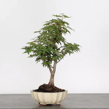 JAPANESE MAPLE "ACER DESHOJO" 1-10