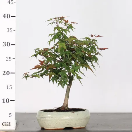 image supplémentaire - JAPANESE MAPLE "ACER...