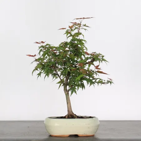 JAPANESE MAPLE "ACER DESHOJO" 1-12
