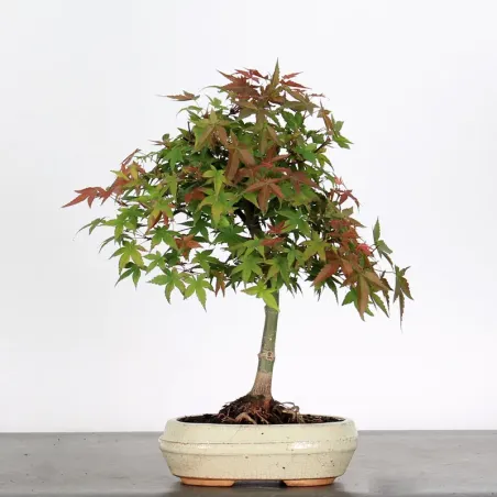 JAPANESE MAPLE "ACER DESHOJO" 1-13