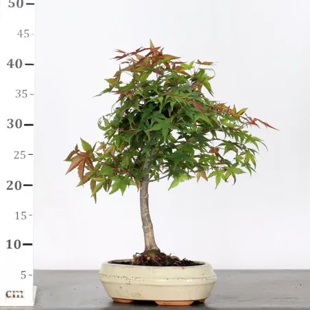 image supplémentaire - JAPANESE MAPLE "ACER...
