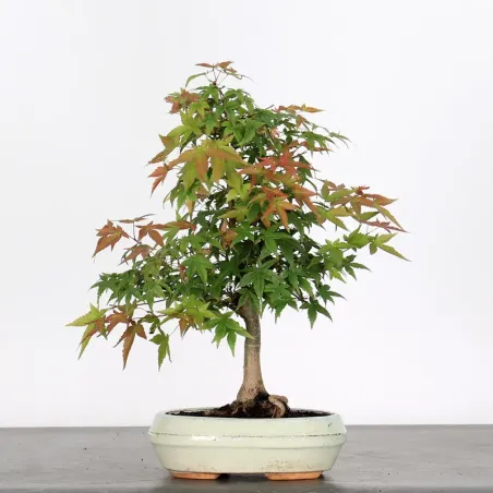 ÉRABLE DU JAPON "ACER DESHOJO" 1-14