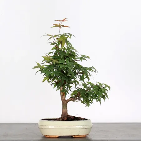 ÉRABLE DU JAPON "ACER DESHOJO" 1-15