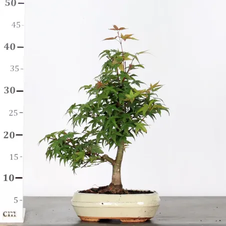 image supplémentaire - ÉRABLE DU JAPON "ACER...