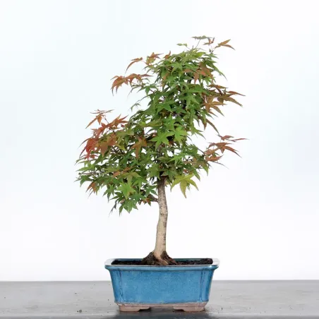 JAPANESE MAPLE "ACER DESHOJO" 1-16