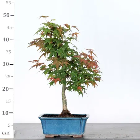 image supplémentaire - JAPANESE MAPLE "ACER...