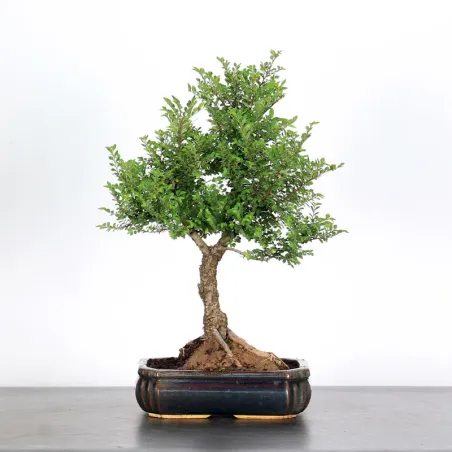Bonsai Chinese Elm OR-1-1