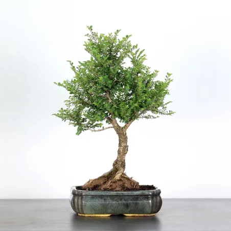 image supplémentaire - CHINESE ELM "Ulmus...