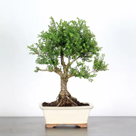 Bonsai Chinese Elm OR-1-3