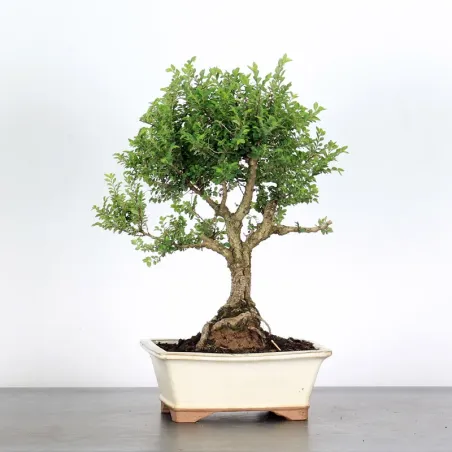 image supplémentaire - CHINESE ELM "Ulmus...