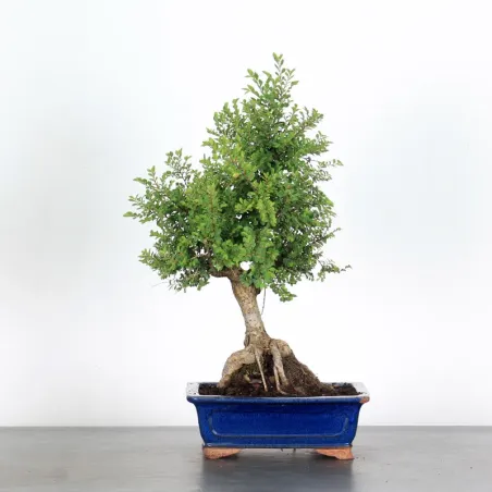 CHINESE ELM "Ulmus parvifolia Suberosa" 1-13