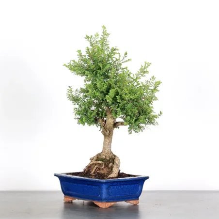 image supplémentaire - CHINESE ELM "Ulmus...