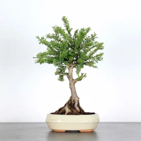 image supplémentaire - CHINESE ELM "Ulmus...