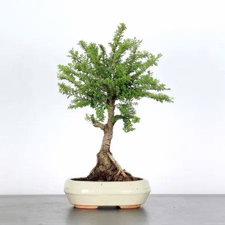 CHINESE ELM "Ulmus parvifolia Suberosa" 1-14