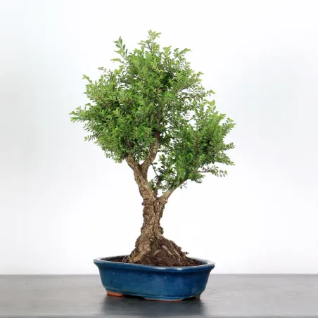image supplémentaire - CHINESE ELM "Ulmus...
