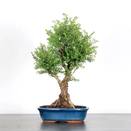CHINESE ELM "Ulmus parvifolia Suberosa" 1-16