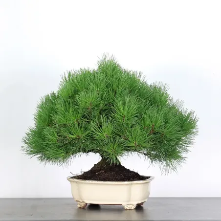 BONSAI PINUS MUGO 2-13