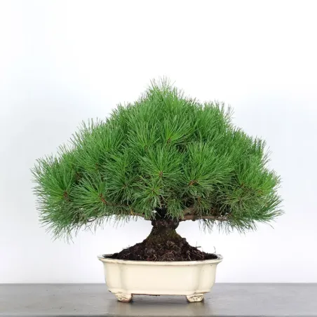 image supplémentaire - BONSAI PINUS MUGO 2-13