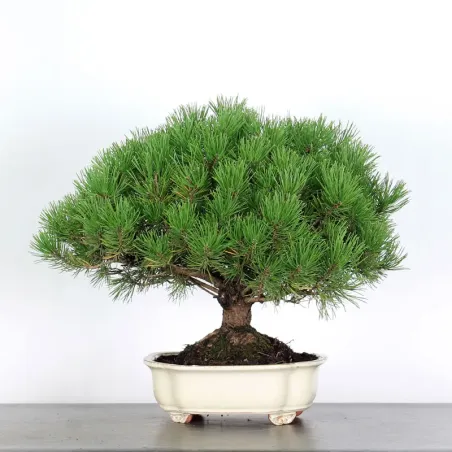 image supplémentaire - BONSAI PINUS MUGO 2-17