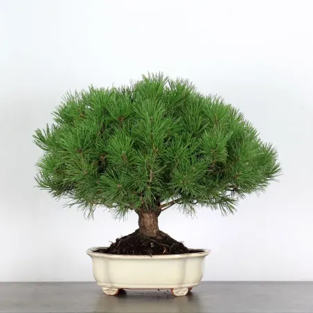 BONSAI PINUS MUGO 2-17