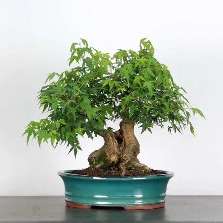 Bonsai Acer Palmatum AP-2-4