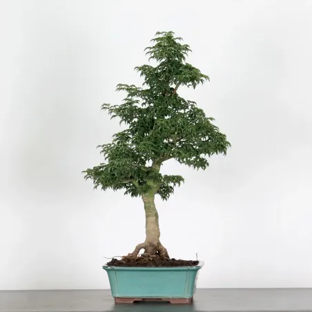 image supplémentaire - JAPANESE MAPLE "ACER...