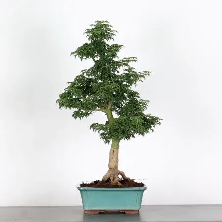 Palmatum Shishigashira Maple Bonsai AS-1-5