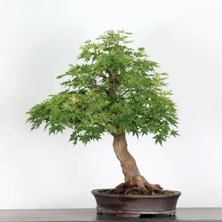 image supplémentaire - ÉRABLE DU JAPON "ACER...