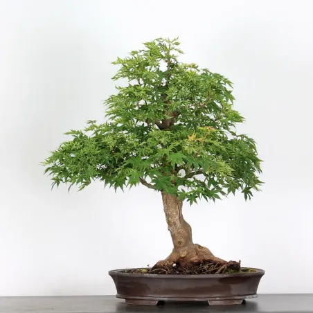 Acer Butterfly ABU 2-1