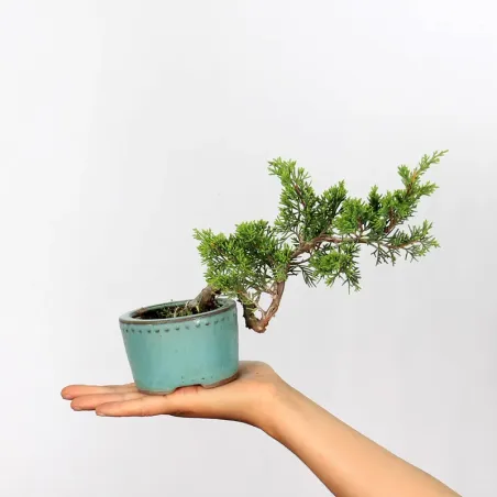 Bonsai Chinese Juniper